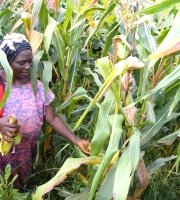 The IDPs Farming Initiative (Harvest).